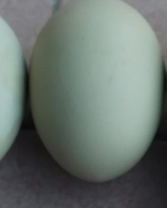Galline silverudds svedesi uova sul verde e azzurr