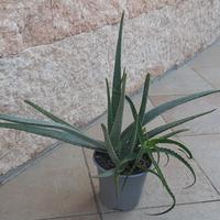 piante di aloe vera e arborescens