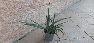 piante di aloe vera e arborescens
