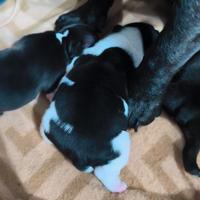 Cuccioli di bulldog francese