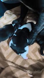 Cuccioli di bulldog francese