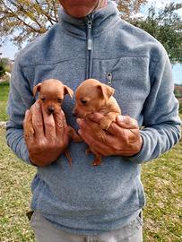 Cuccioli due mesi Pinscher