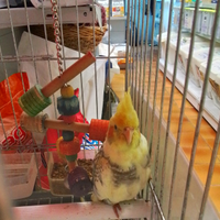 Calopsite allevata a mano