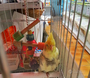 Calopsite allevata a mano