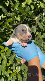American pitbull terrier ukc