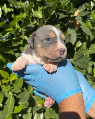 American pitbull terrier ukc