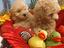 Immagine 3
