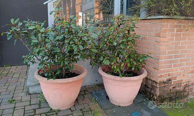 Tris Vasi Esemplari "Pronto Effetto" da esterno