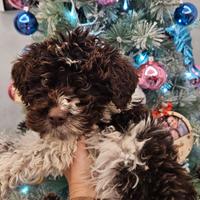 Cuccioli Lagotto Romagnolo con Pedigree