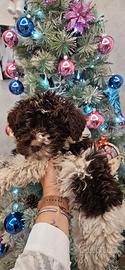 Cuccioli Lagotto Romagnolo con Pedigree