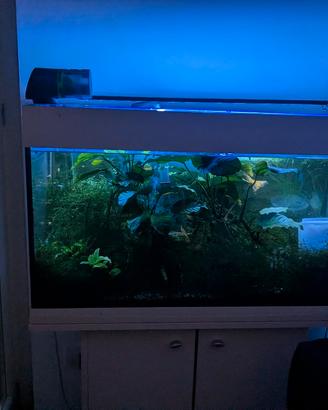 acquario ferplast dubai 80