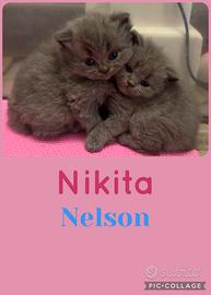 Scottish fold e straight