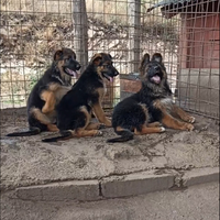 Cuccioli pastore tedesco