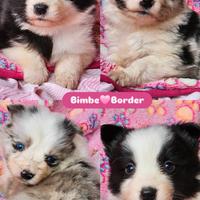 Border collie cucciole pedigree