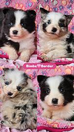 Border collie cucciole pedigree