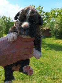 Cuccioli Boxer