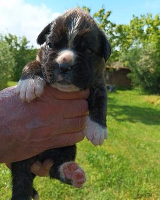 Cuccioli Boxer