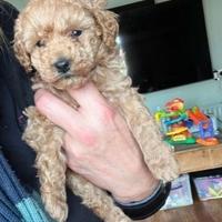 Cuccioli di barboncini