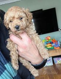 Cuccioli di barboncini