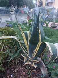 agave  liguri..con  vaso  