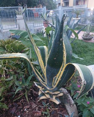 agave  liguri..con  vaso  
