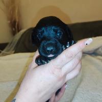 Labrador retriever