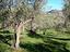 Immagine 12