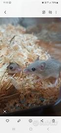 Topini pigmei
