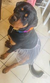 Tina, rottweiler femmina vuole un marito