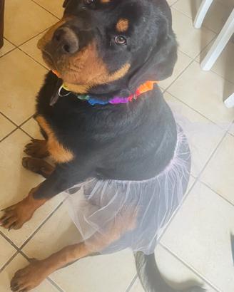 Tina, rottweiler femmina vuole un marito