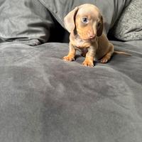 Cuccioli di bassotti blu e rosso maschi e femmine