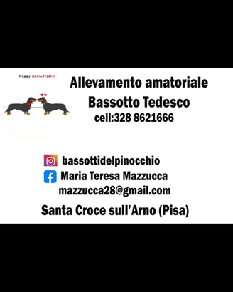 Bassotto piebald
