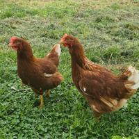 Galline rossi