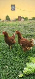 Galline rossi