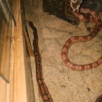 Elaphe Guttata