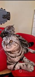 Scottish Fold
