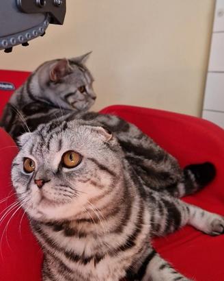 Scottish Fold