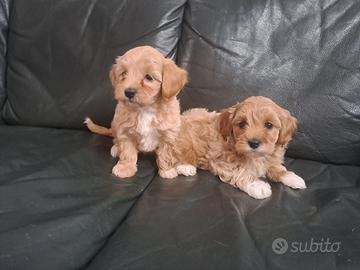 Maltipoo cuccioli