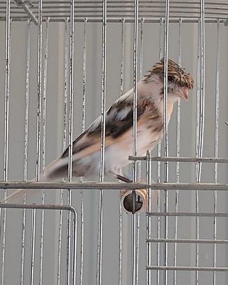 Canarini Arlecchino Portoghese