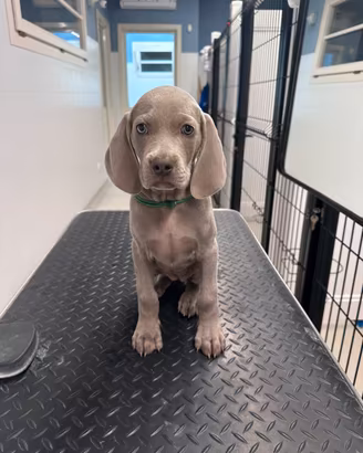 Cuccioli Weimaraner di altissima genealogia