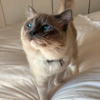 Ragdoll maschio disponibile per accoppiamenti