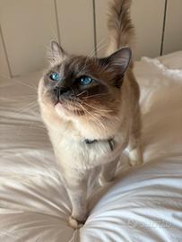 Ragdoll maschio disponibile per accoppiamenti