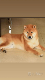 Stallone shiba con pedigree disponibile per monta