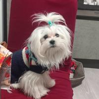 Maltese per accoppiamento