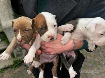 Cuccioli di American Pitbull Terrier