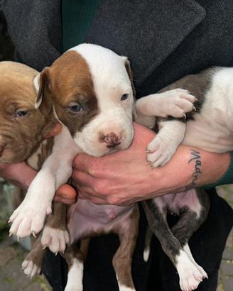 Cuccioli di American Pitbull Terrier