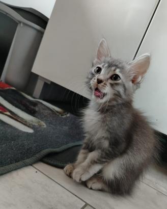 Siberiano Gattini razza anallergica