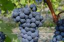 barolo-e-langhe-nebbiolo