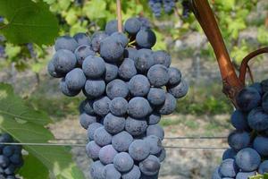 Barolo e Langhe Nebbiolo