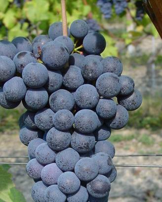Barolo e Langhe Nebbiolo